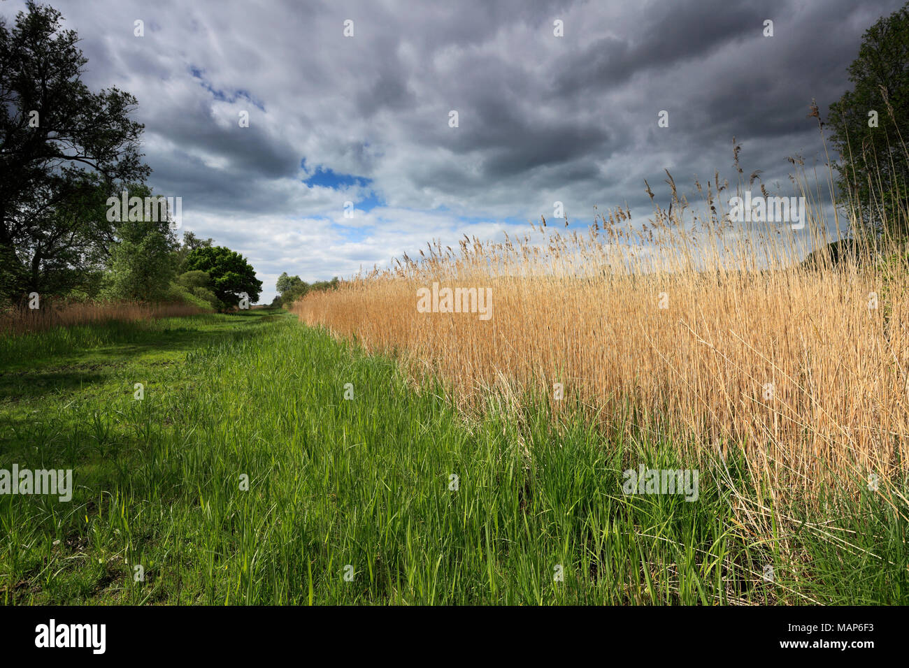 Des roselières à l'Wicken Fen réserve naturelle, Cambridgeshire, Angleterre, Royaume-Uni Banque D'Images