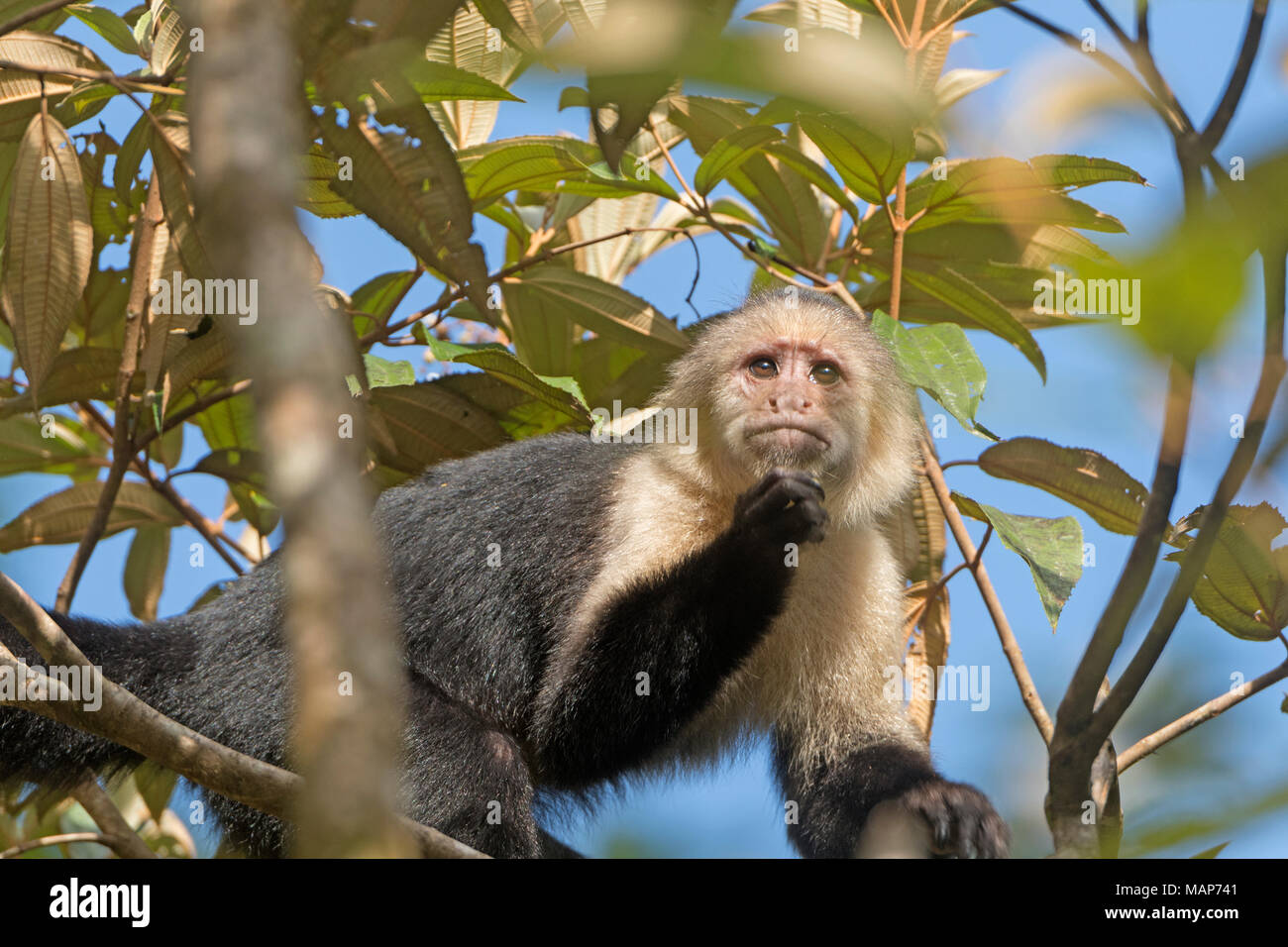 Visage blanc singe dans un arbre dans le Parc National de Tortuguero au Costa Rica Banque D'Images