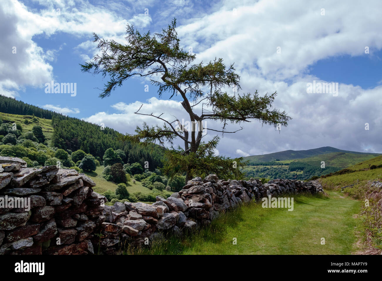 Sentier de randonnée dans les montagnes de Wicklow, Wicklow, Irlande, Europe Banque D'Images