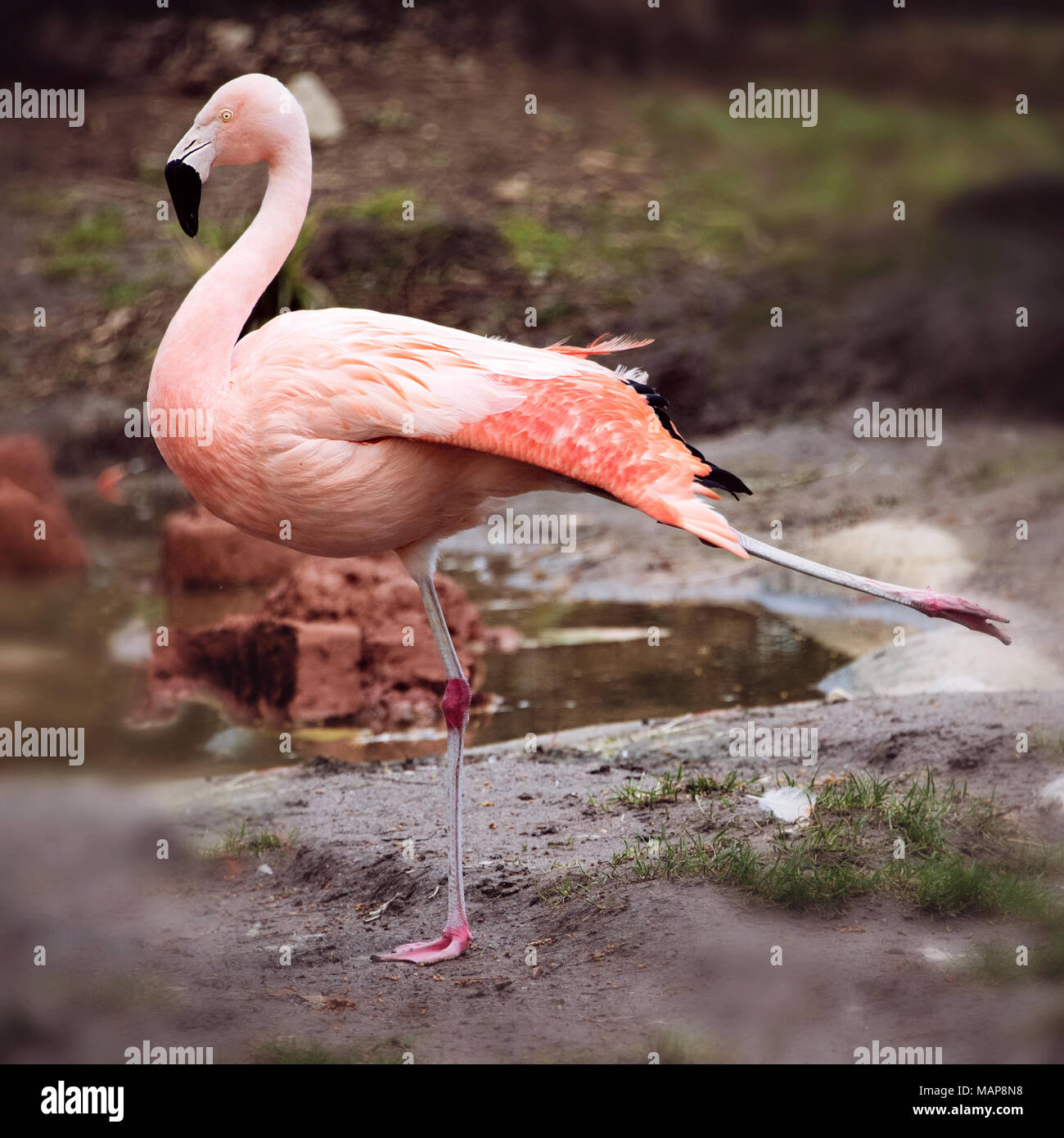 Portrait de Flamingo debout sur une jambe Banque D'Images