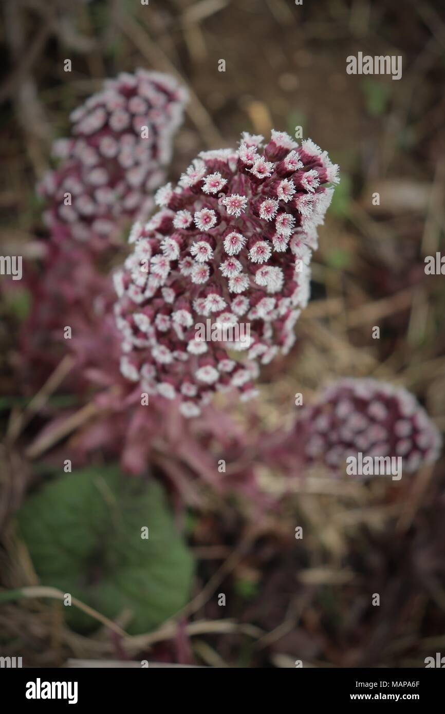 Un affichage de Pétasite dans un canal de drainage de la marge sur le terrain dans le Suffolk, UK Banque D'Images