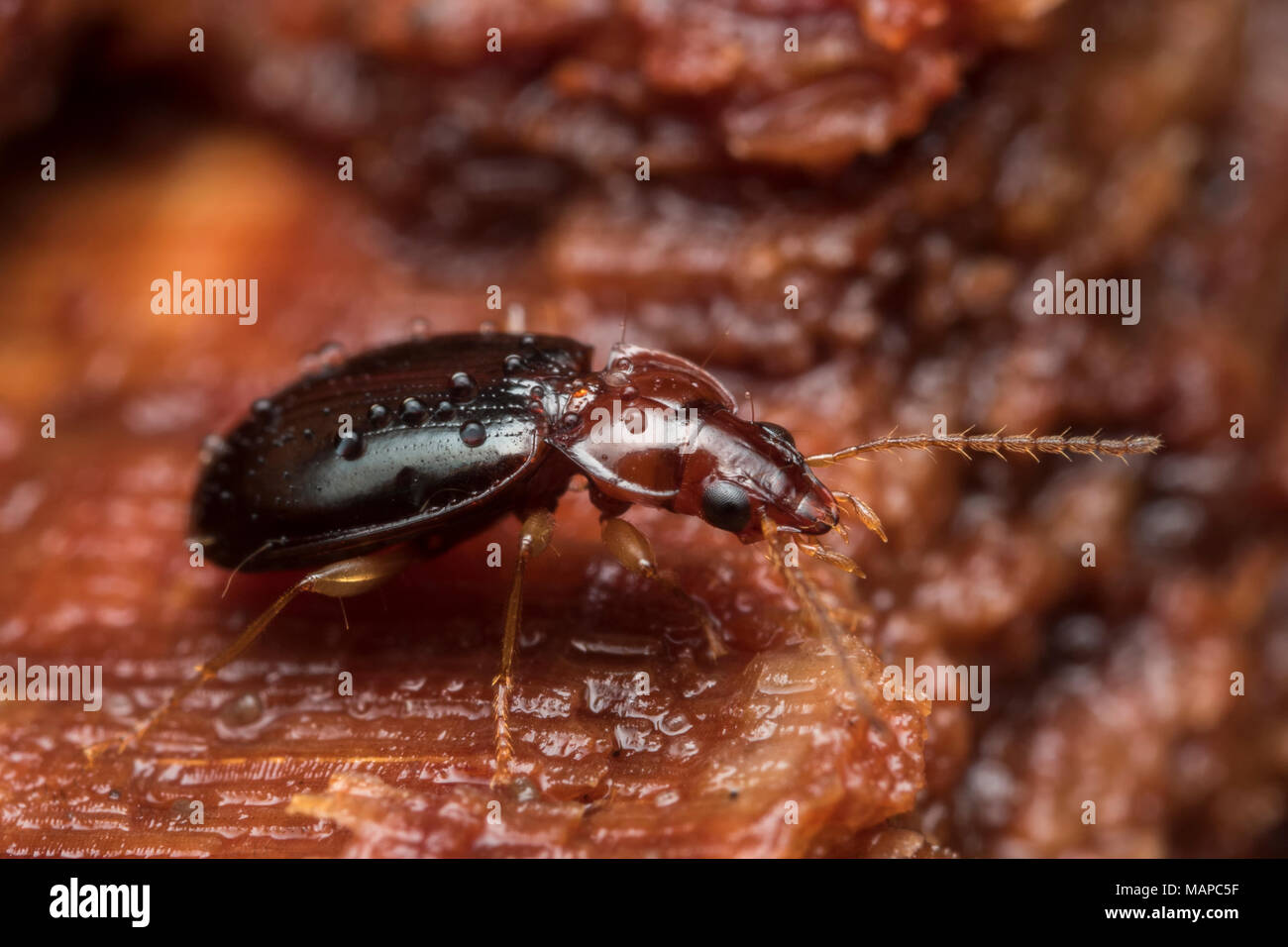 Zabre (Ocys tachysoides) couvert de gouttes de pluie sur le tronc d'arbre. Banque D'Images