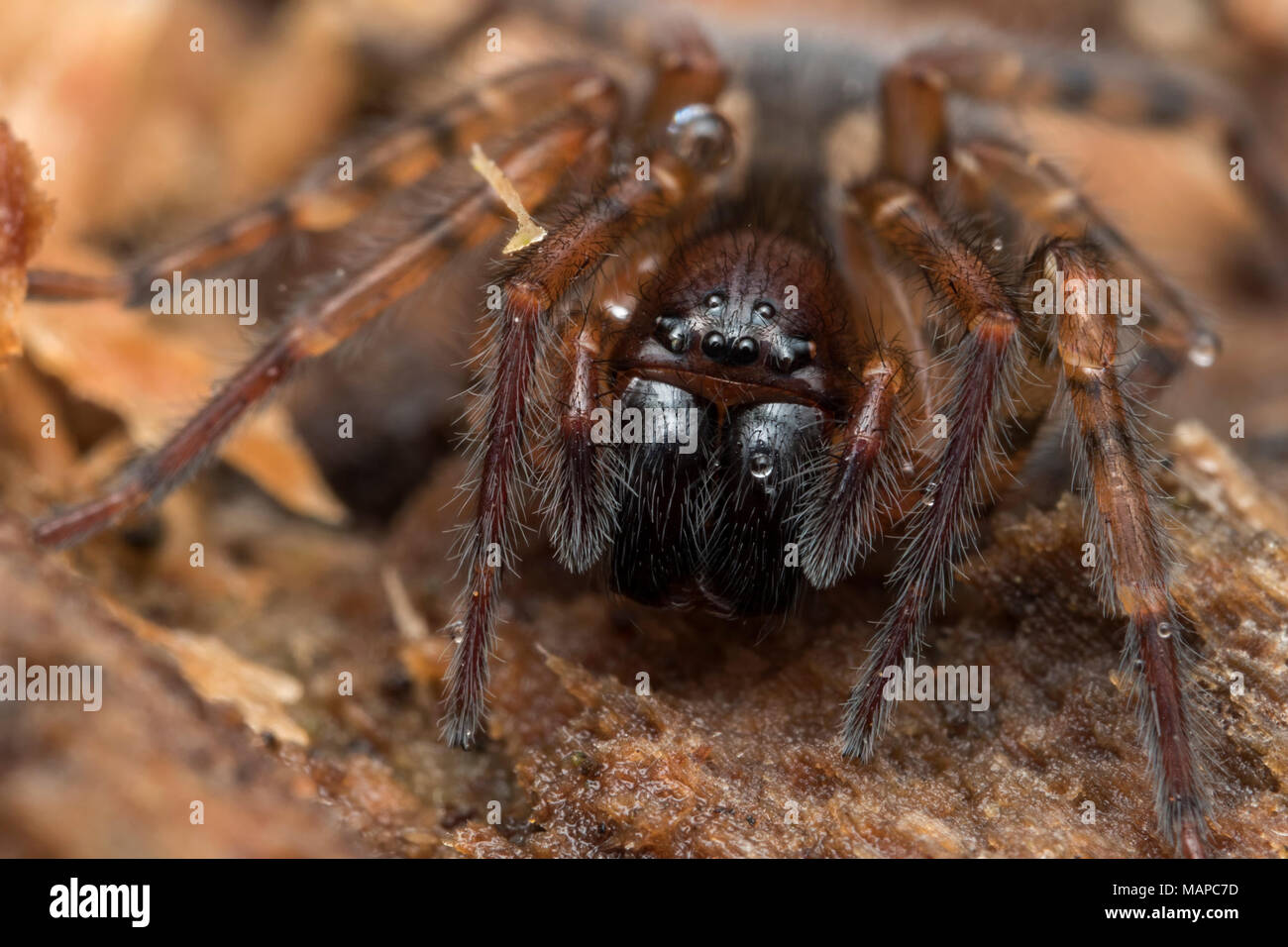 Lace-weaver Spider (Amaurobius sp.) au repos sur tronc d'arbre. Tipperary, Irlande Banque D'Images