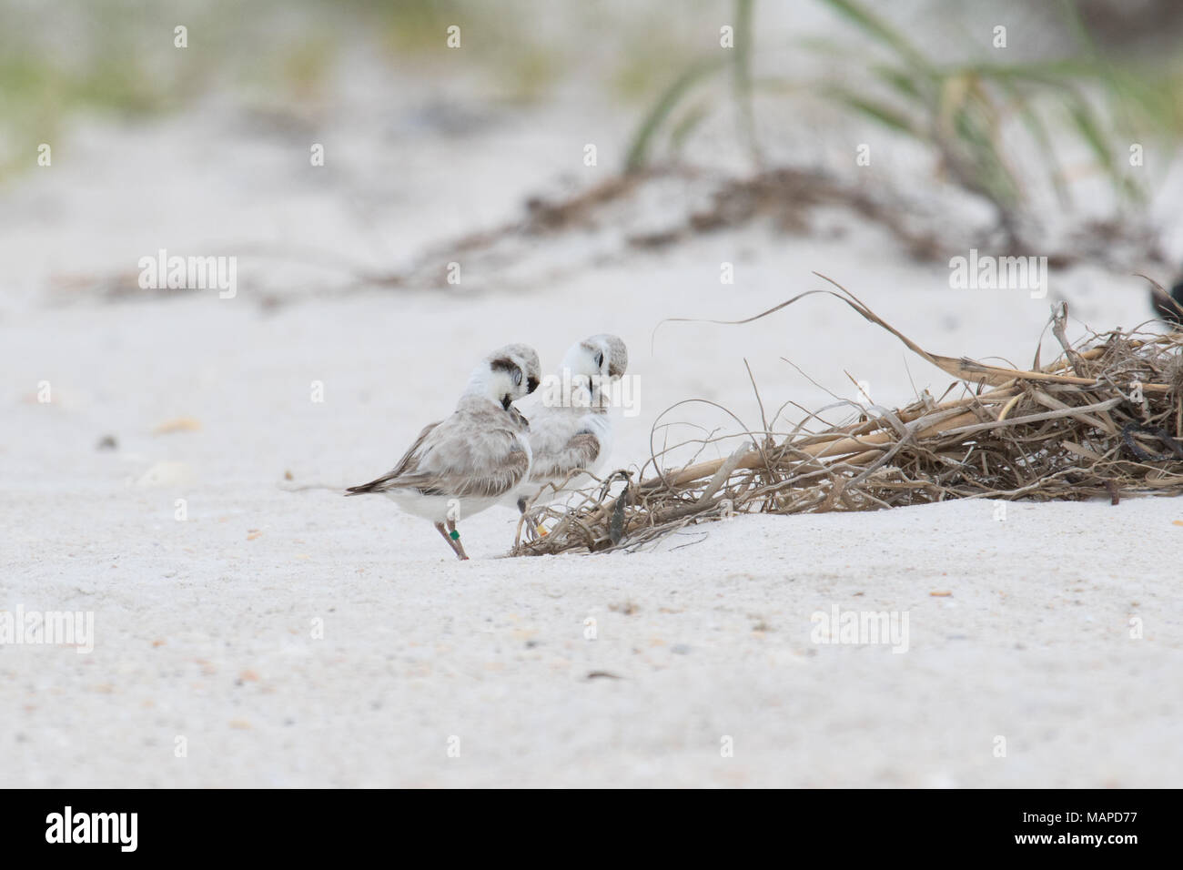 Une paire de bagués et tagged snowy plover au lissage entre les dunes de sable. Banque D'Images