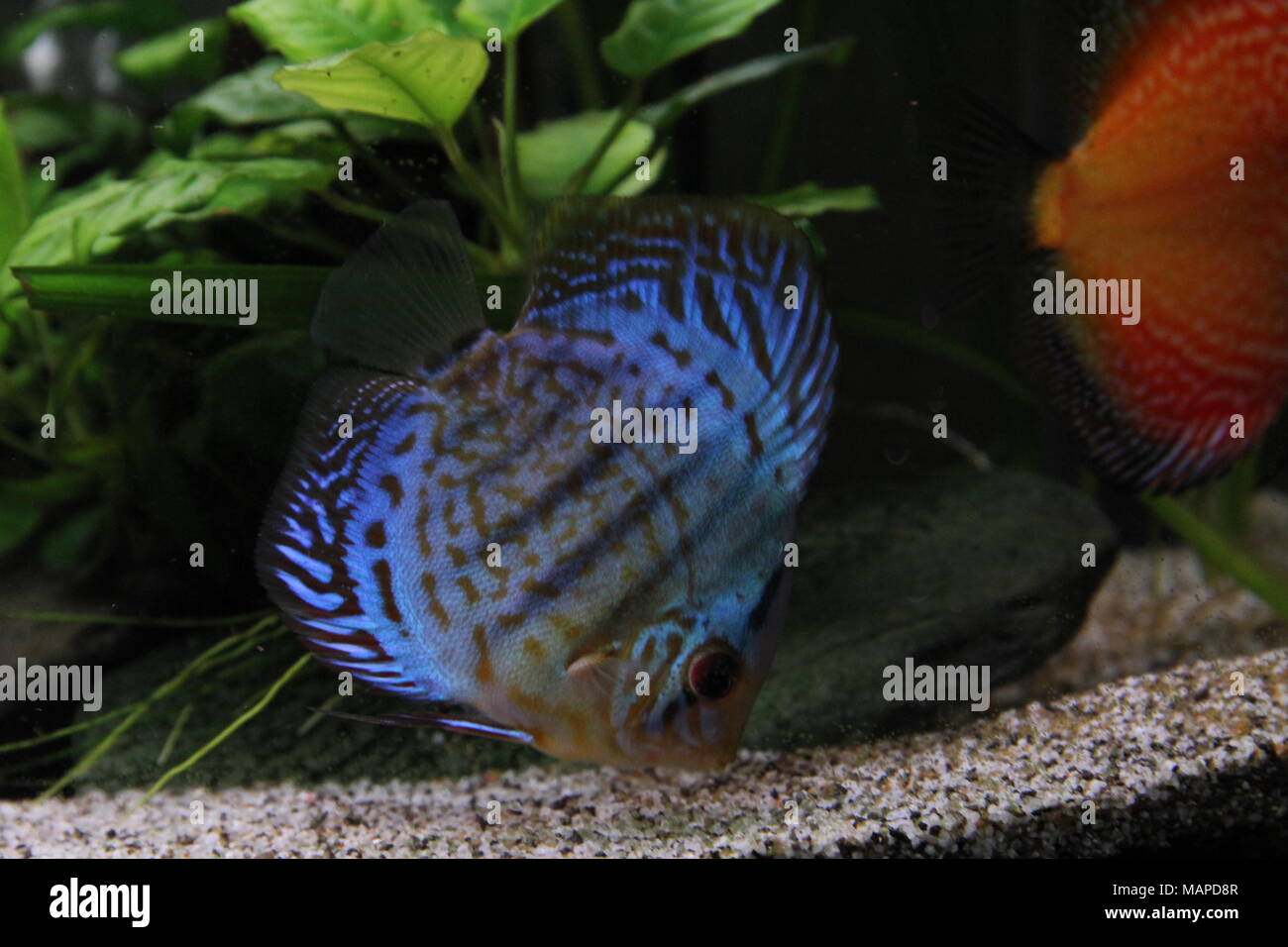 Des Poissons De Disque Bleu En Aquarium Deau Douce