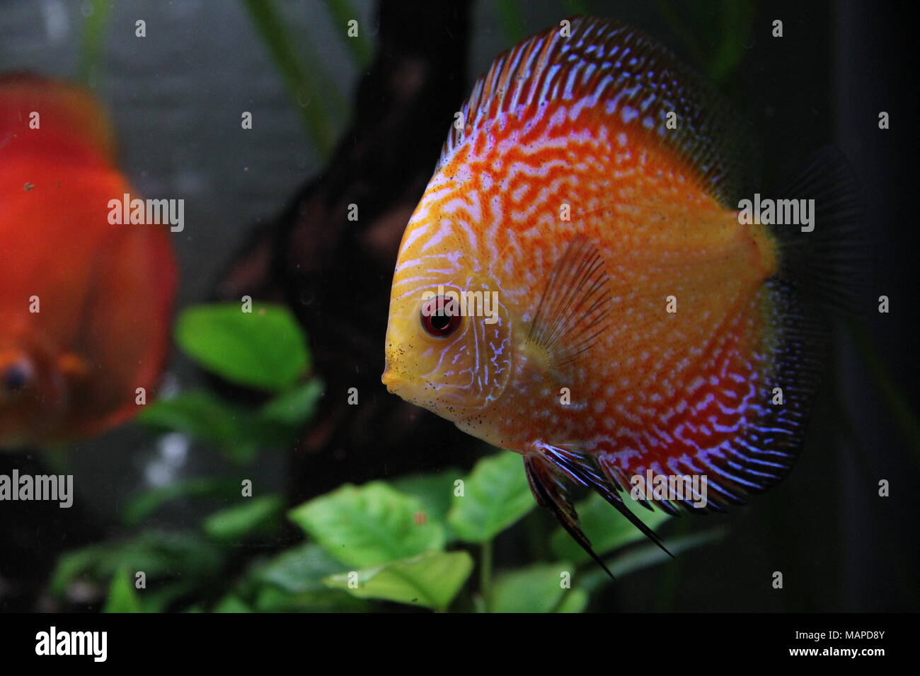 Des poissons de disque Orange en aquarium d'eau douce tropicaux Banque D'Images
