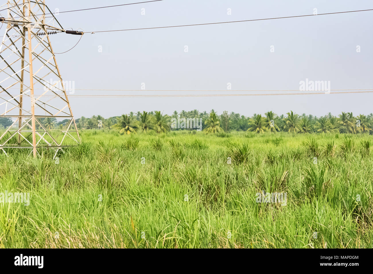 La culture de la canne à sucre vue étroite sur le terrain à la génial. Banque D'Images