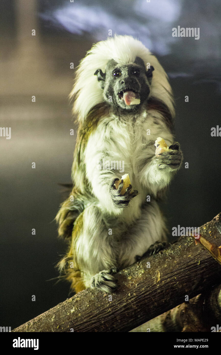 Type spécifique de singe à la Welsh mountain zoo à Colwyn Bay, Pays de Galles. Banque D'Images