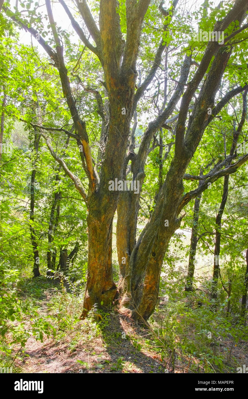 Forêt d'été, arbre sec dans la forêt de feuillus en été Banque D'Images