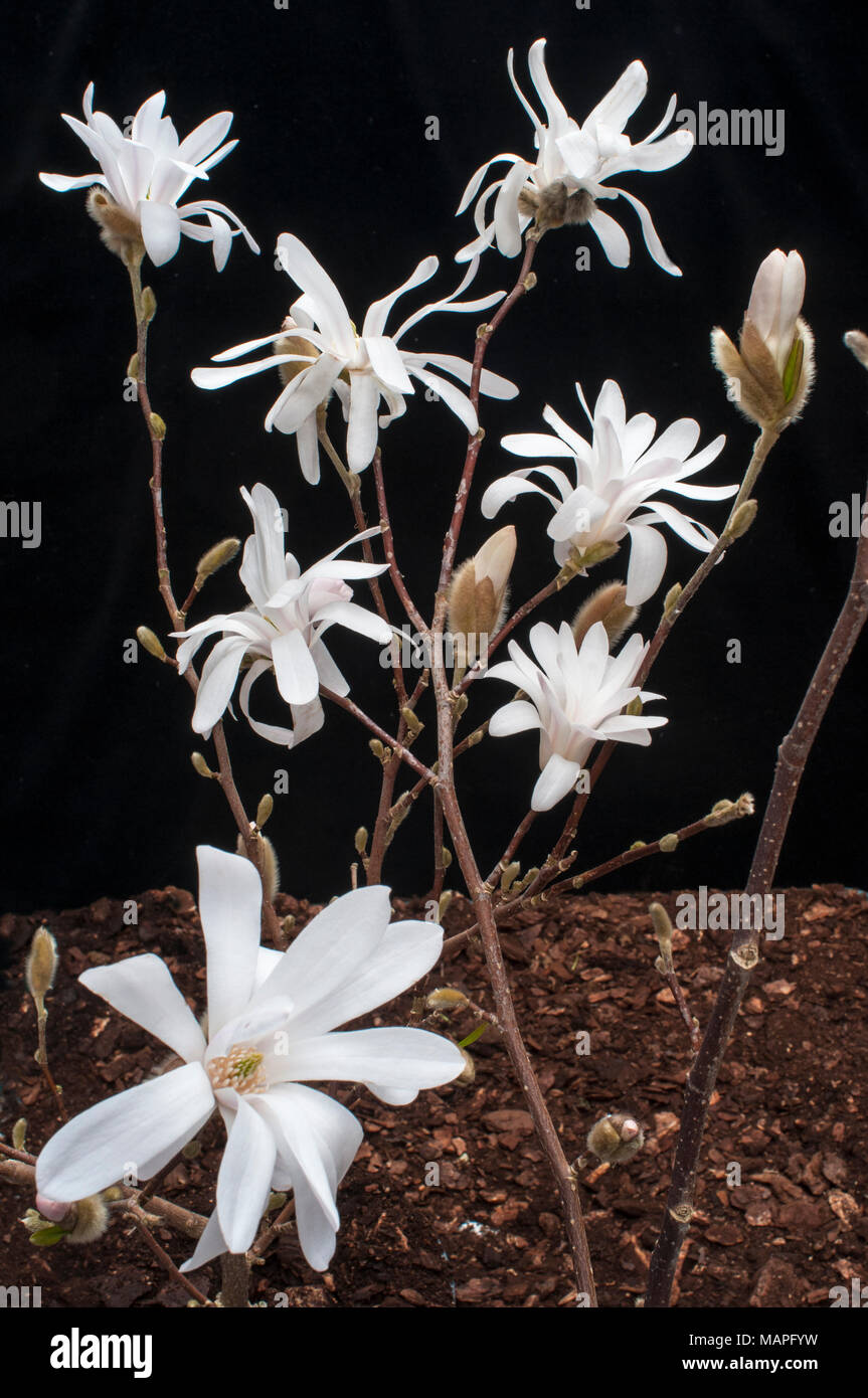 Magnolia stellata (Star Magnolia) montrant des fleurs sur fond noir au début du printemps. Banque D'Images