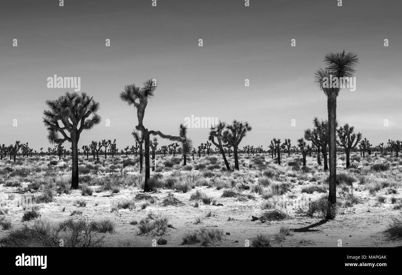 Paysage désertique Joshua Trees Banque D'Images