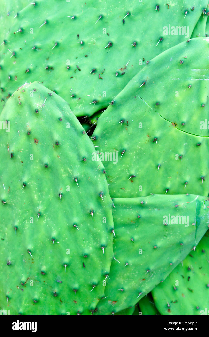 Close-up of cactus Nopal pads ou des palettes. Banque D'Images