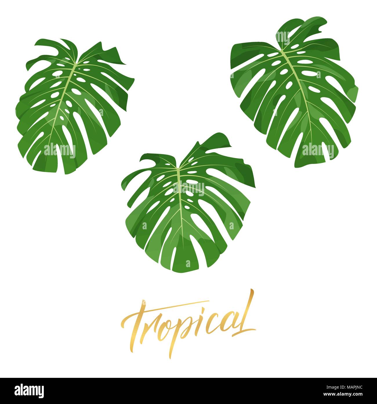Feuilles de monstera Tropical. Ensemble d'éléments de conception des feuilles exotiques isolés Illustration de Vecteur