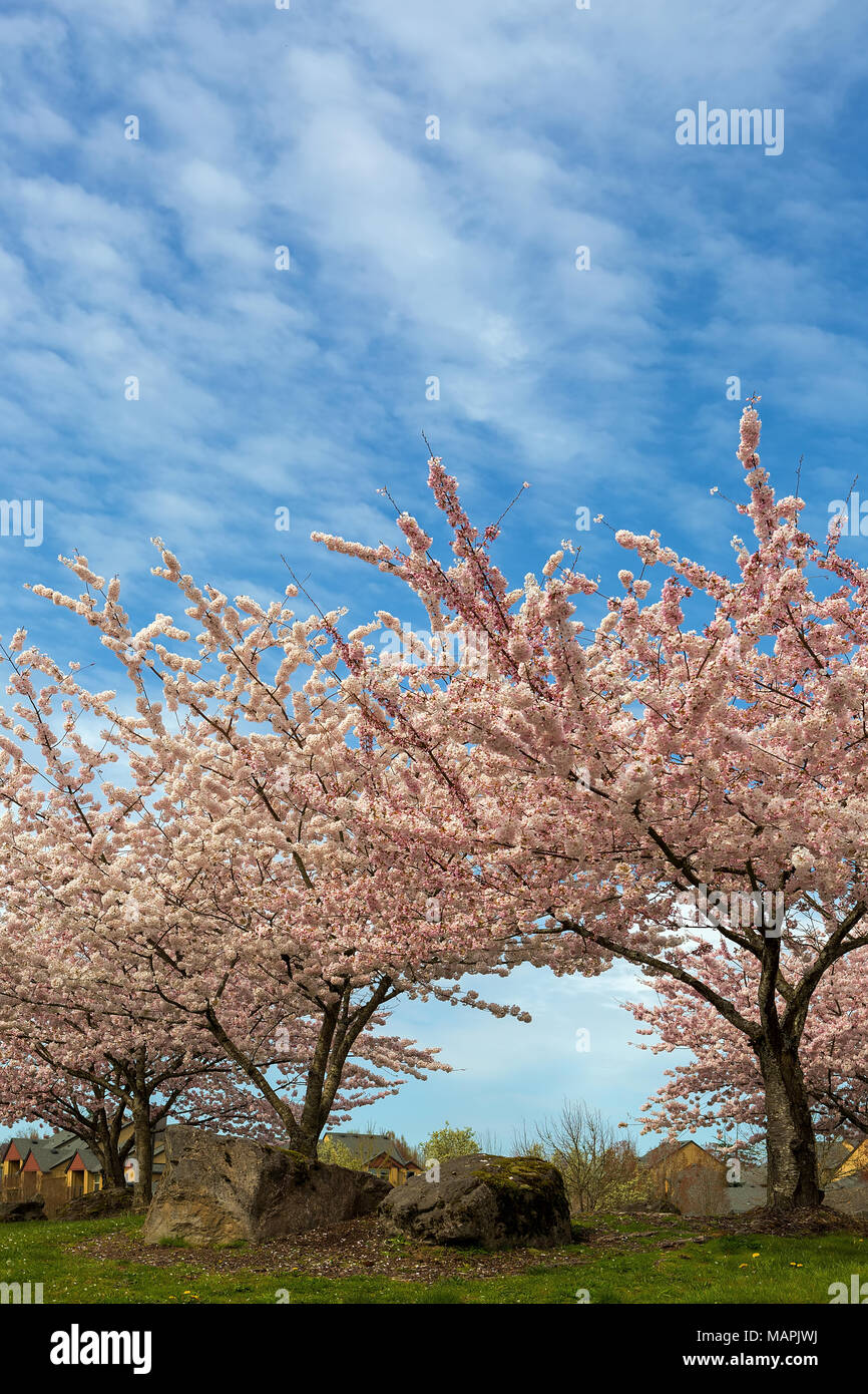 Cerisiers en fleurs Village Green Park à Happy Valley Oregon banlieue pendant la saison du printemps Banque D'Images