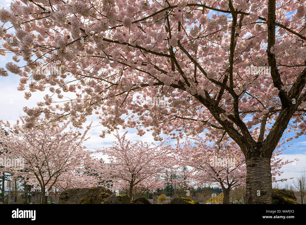Cerisiers en fleurs Village Green Park à Happy Valley Oregon durant la saison du printemps Banque D'Images