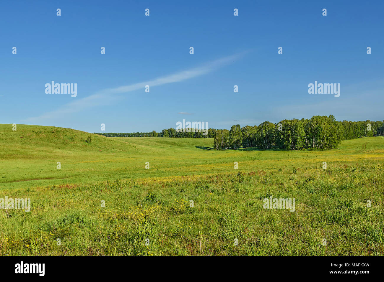 Prairie Verte Herbe Champ Et Bouleaux Sur Un Fond De Ciel Bleu Et Nuages Photo Stock Alamy Prairie Verte Herbe Champ Et Bouleaux Sur Un Fond De Ciel Bleu Et Nuages Photo Stock Alamy