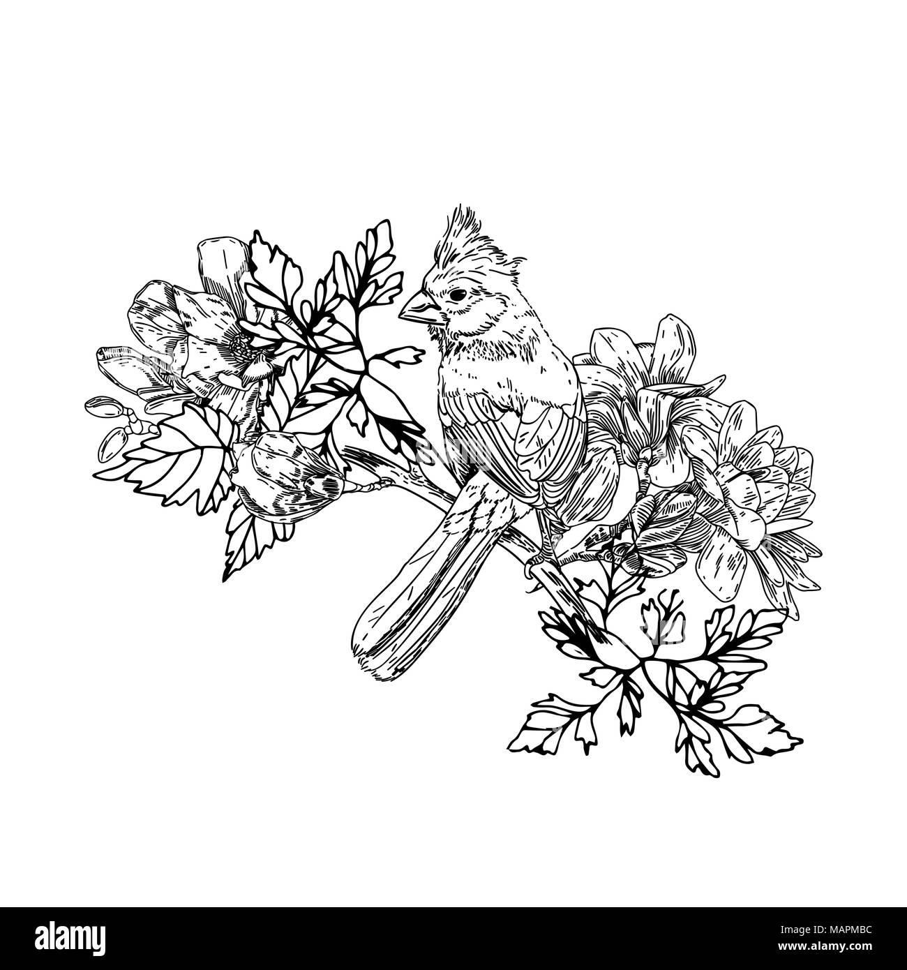 Oiseau avec des fleurs dans un style vintage. Les oiseaux du printemps fleurs assis sur les branches. L'art gravé linéaire isolé sur fond blanc. Illustration de Vecteur Oiseau avec des fleurs dans un style vintage. Les oiseaux du printemps fleurs assis sur les branches. L'art gravé linéaire isolé sur fond blanc. Illustration de Vecteur