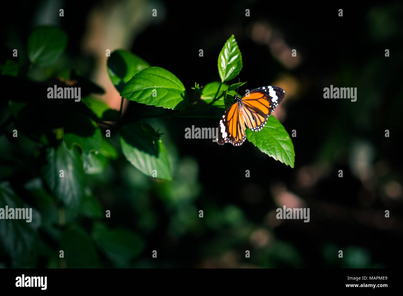 Papillon orange dans l'obscurité de la jungle allumé par le spot de lumière solaire est assise sur une feuille d'un hibiscus entouré par la direction générale de la black Banque D'Images