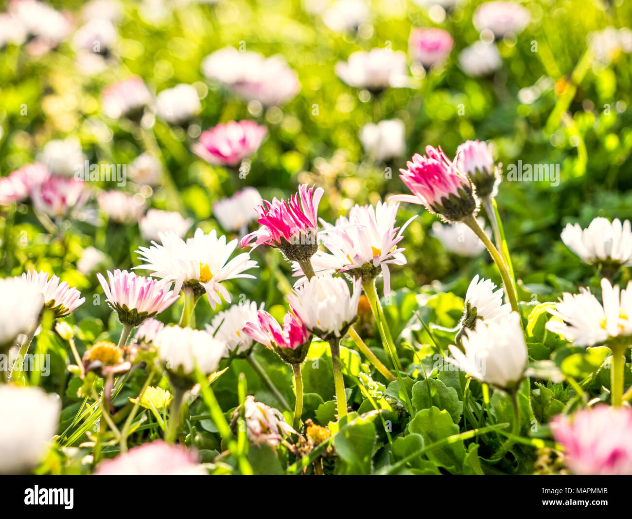 Printemps nature fond avec prairie de marguerites colorées lumineuses - Bellis perennis, marguerite Banque D'Images
