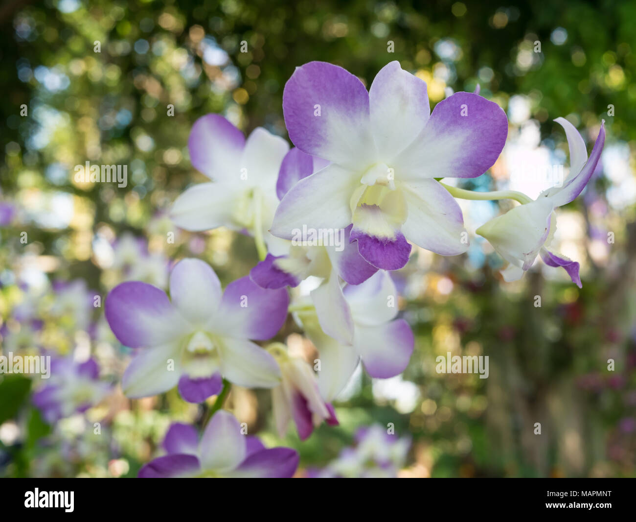 Orchidées fleur sur fond flou, Banque D'Images
