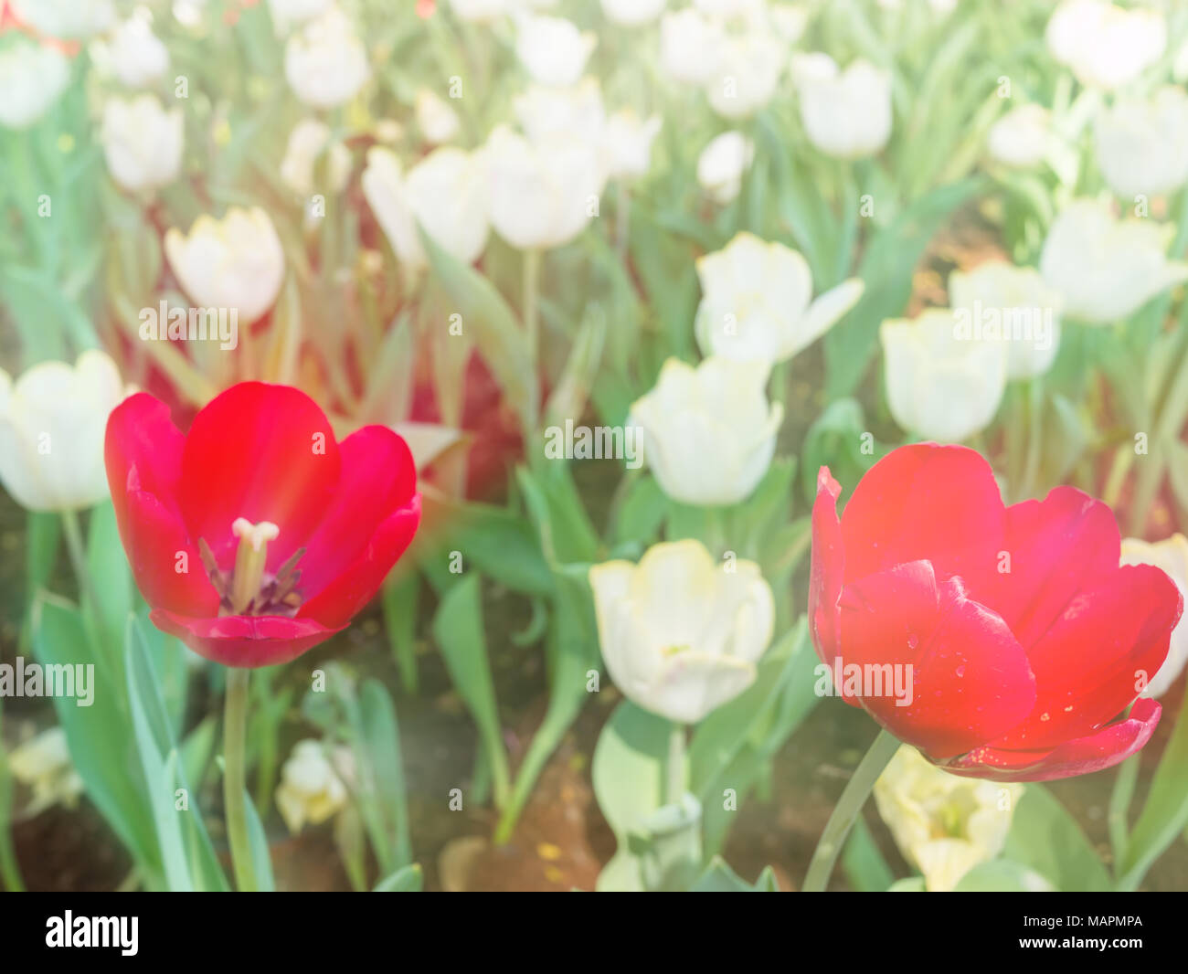 Tulipes fleur, l'arrière-plan Banque D'Images
