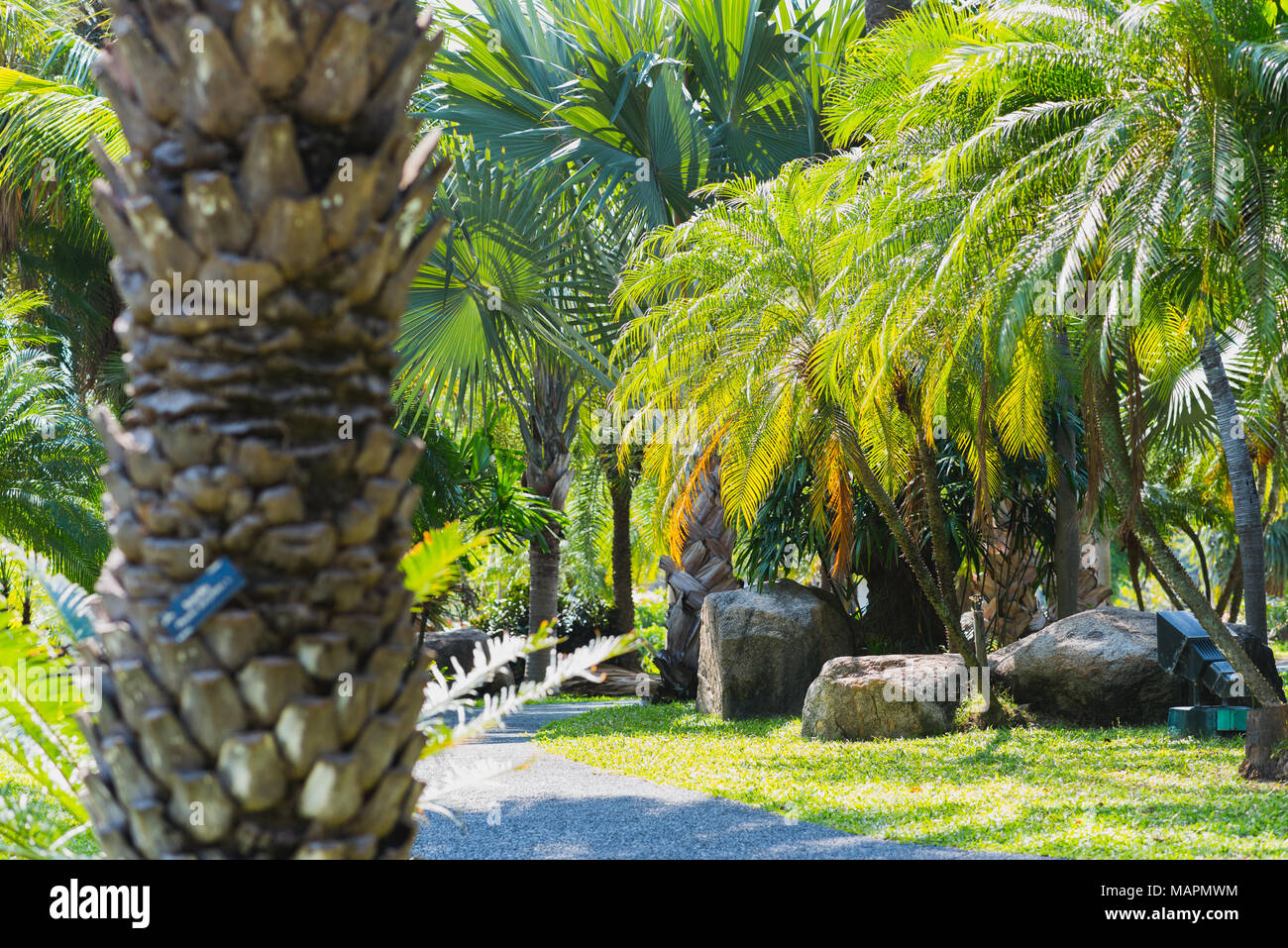 Palmiers dans le parc Suan Luang Rama IX, Bangkok, Thaïlande Banque D'Images