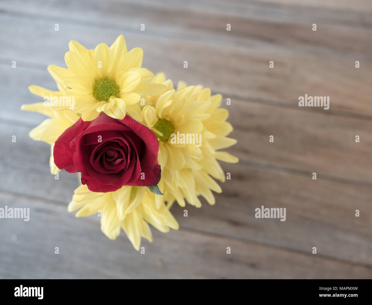 Rose rouge et jaune flou fleur sur table en bois, l'arrière-plan Banque D'Images