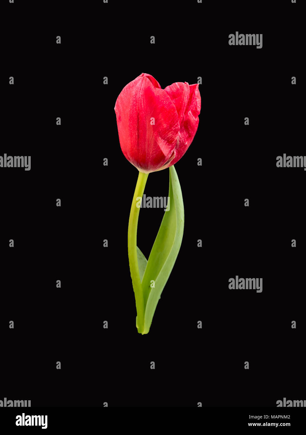 Belle tulipe rouge sur fond noir Banque D'Images