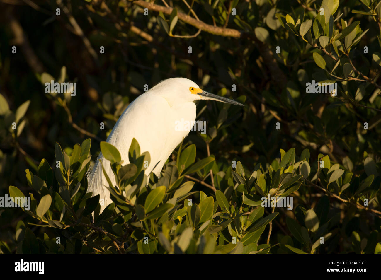 Aigrette neigeuse (Egretta thula), Merritt Island National Wildlife Refuge, en Floride Banque D'Images