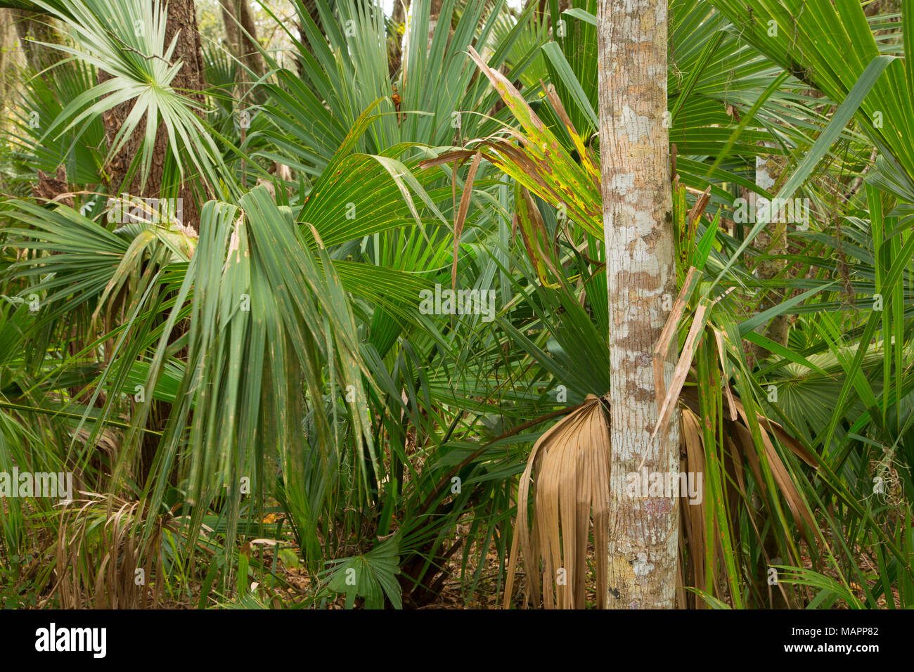 Woods le long de la forêt enchantée, boucle de la biodiversité, sanctuaire en Floride Banque D'Images