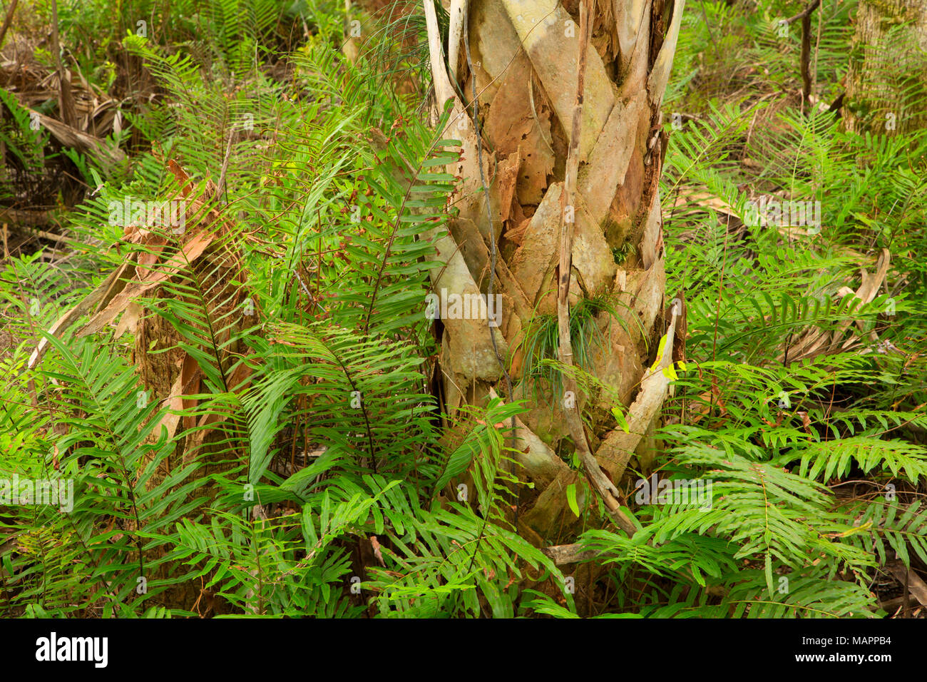 Forêt de fougères, de l'Île Pine Conservation Area, Florida Banque D'Images