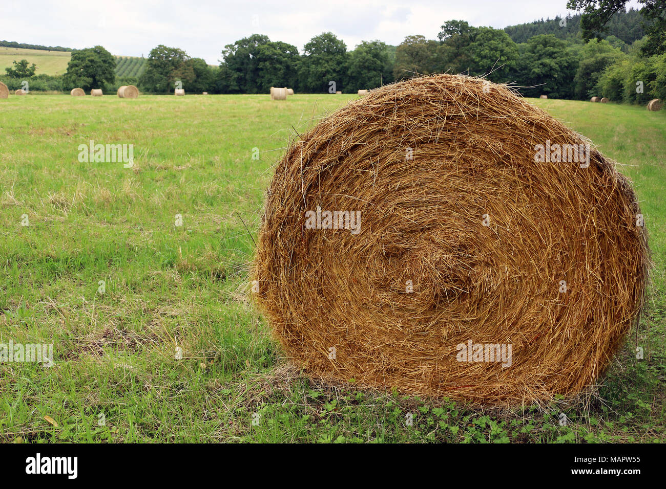 Balles de foin dans un champ Banque D'Images