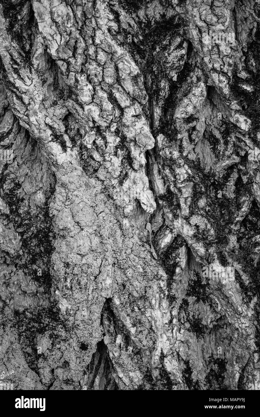 Un gros plan de l'écorce des arbres en noir et blanc Banque D'Images