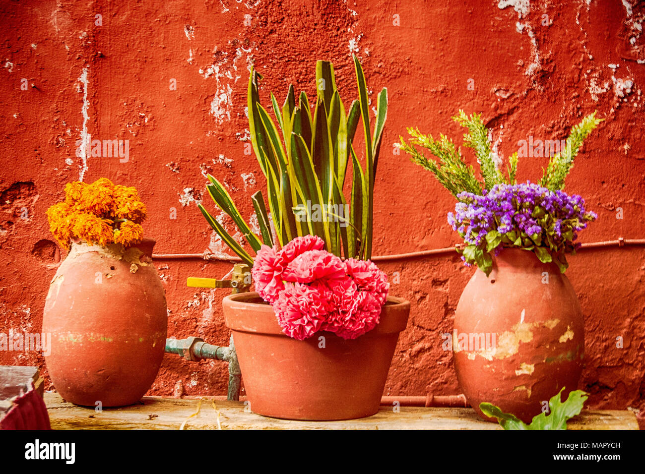 Trois pots de fleurs colorées et cactus, décorant l'avant d'une résidence dans la ville d'Aguascalientes, au Mexique. Banque D'Images