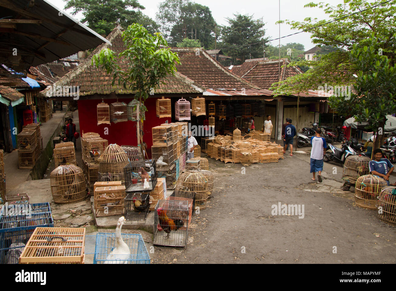 Le marché des oiseaux et des fleurs de Malang, Malang, Java Est, Indonésie, Asie du Sud, Asie Banque D'Images
