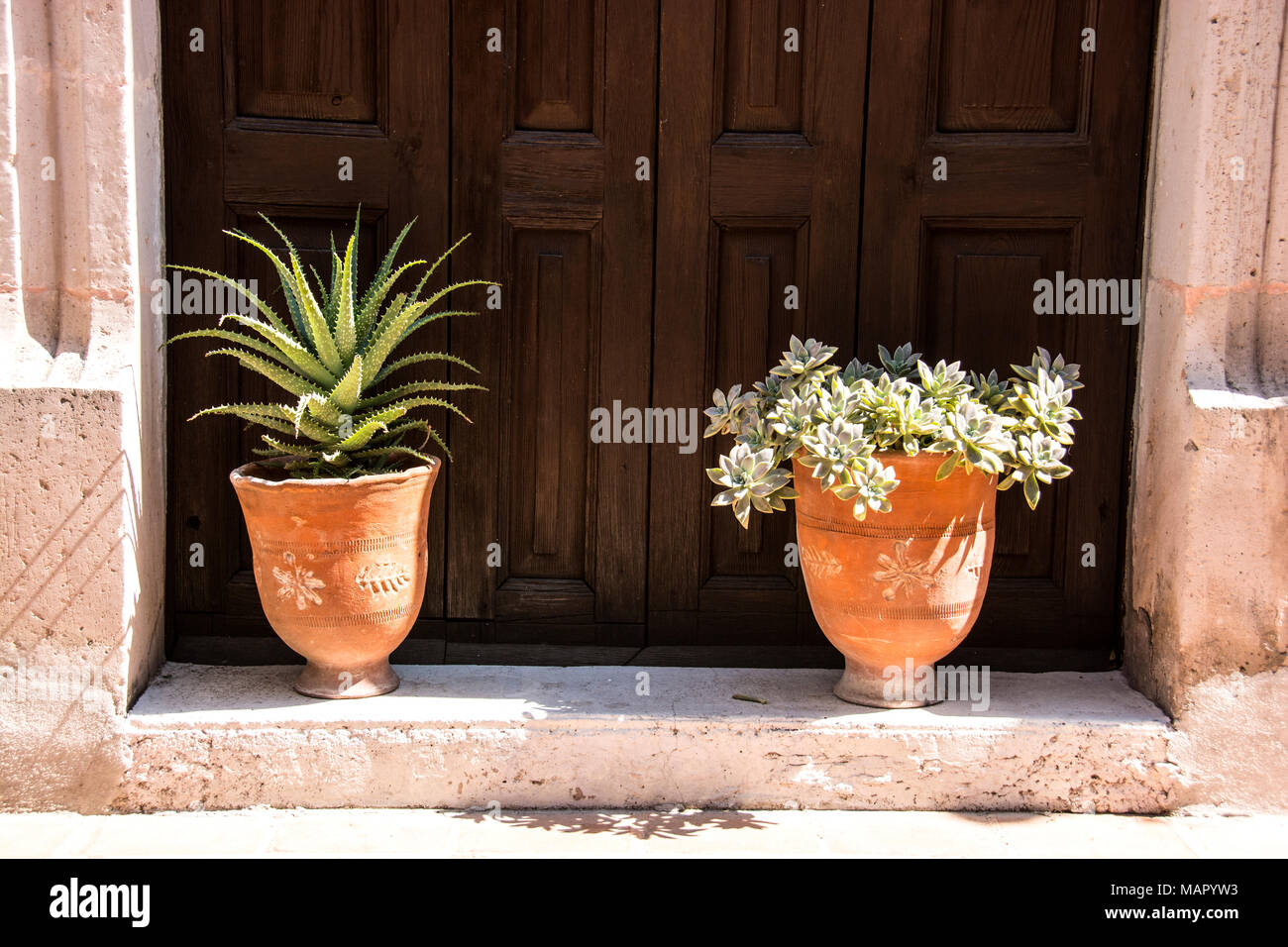 Deux pots de plantes grasses à l'avant de la maison de quelqu'un, dans une rue de la ville d'Aguascalientes, au Mexique. Banque D'Images