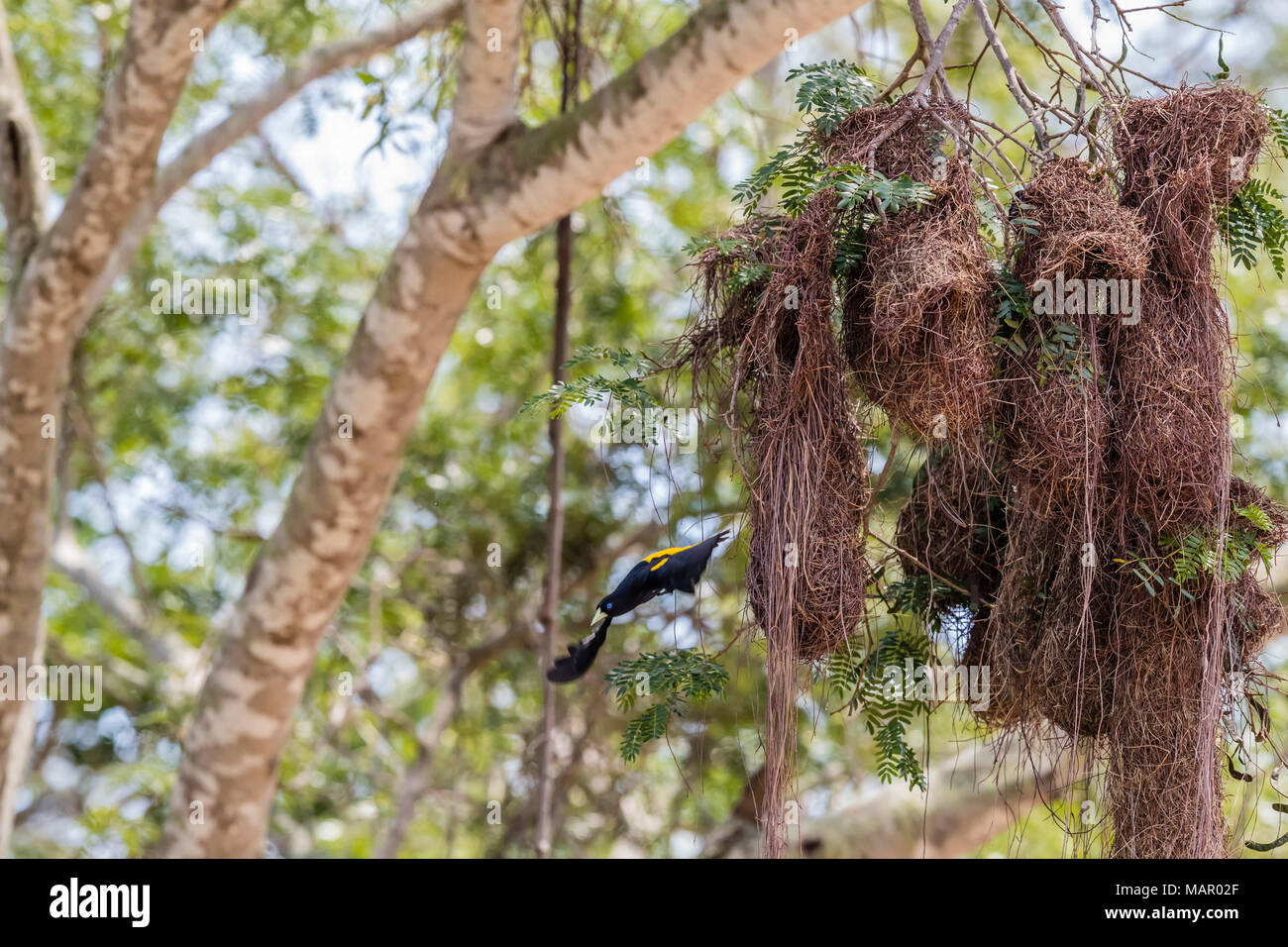 Un cassique cul-jaune (Cacicus cela) nichent près de Porto Jofre, Mato Grosso, Brésil, Amérique du Sud Banque D'Images