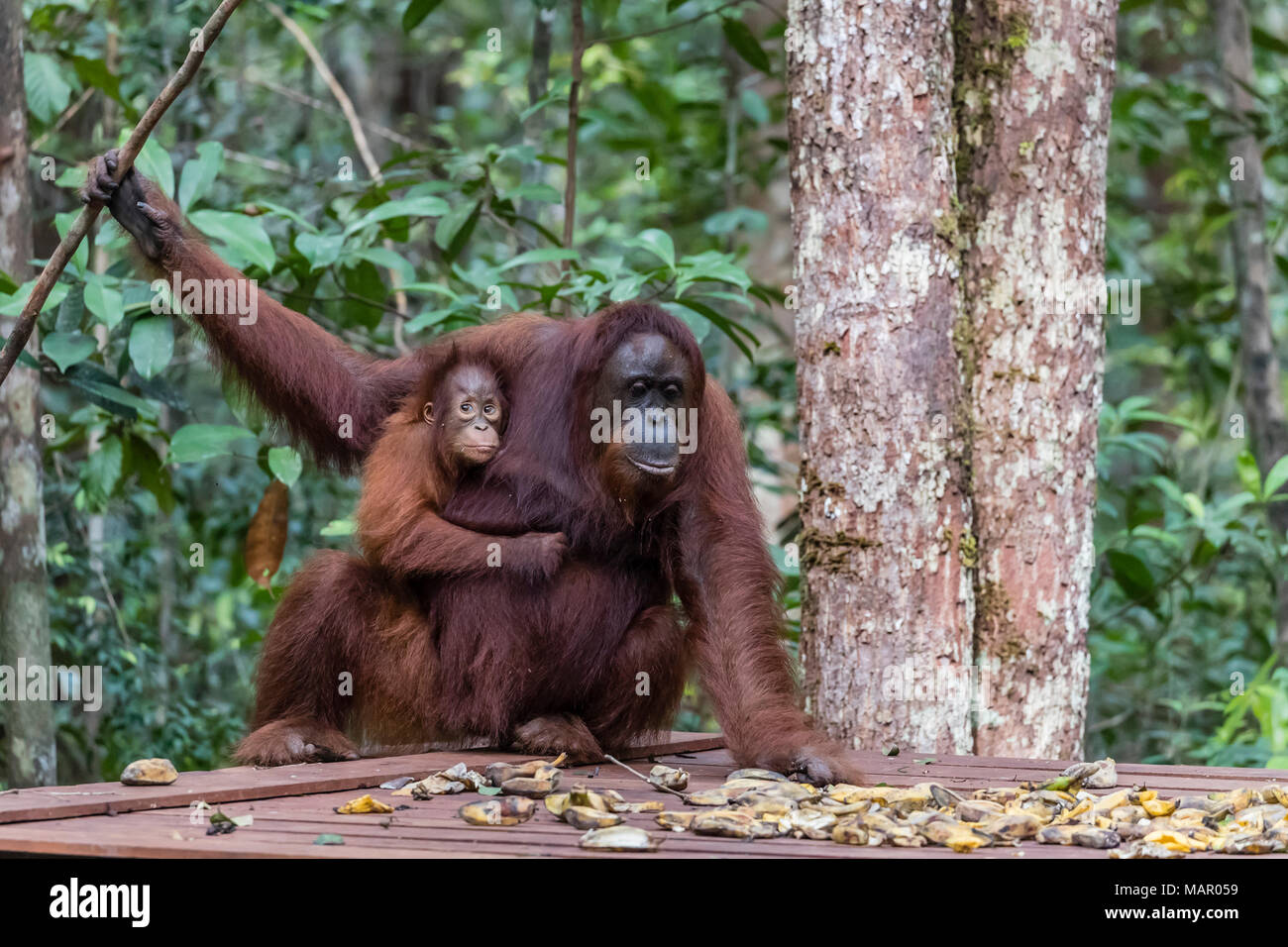 La mère et le bébé orang-outans (Pongo pygmaeus), Camp Leakey plate-forme d'alimentation, Bornéo, Indonésie, Asie du Sud, Asie Banque D'Images