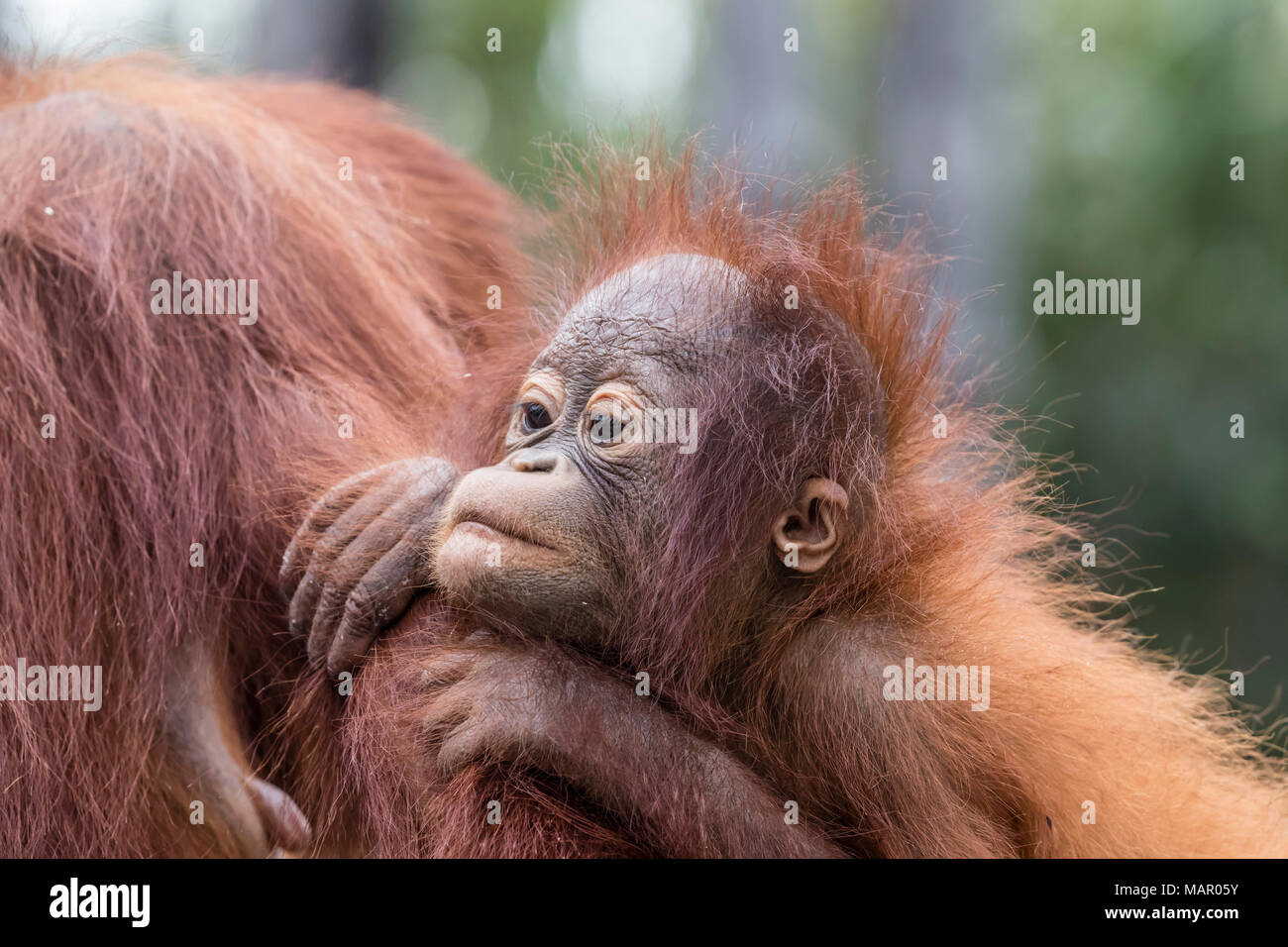 La mère et le bébé orang-outans (Pongo pygmaeus), Buluh Kecil River, Bornéo, Indonésie, Asie du Sud, Asie Banque D'Images