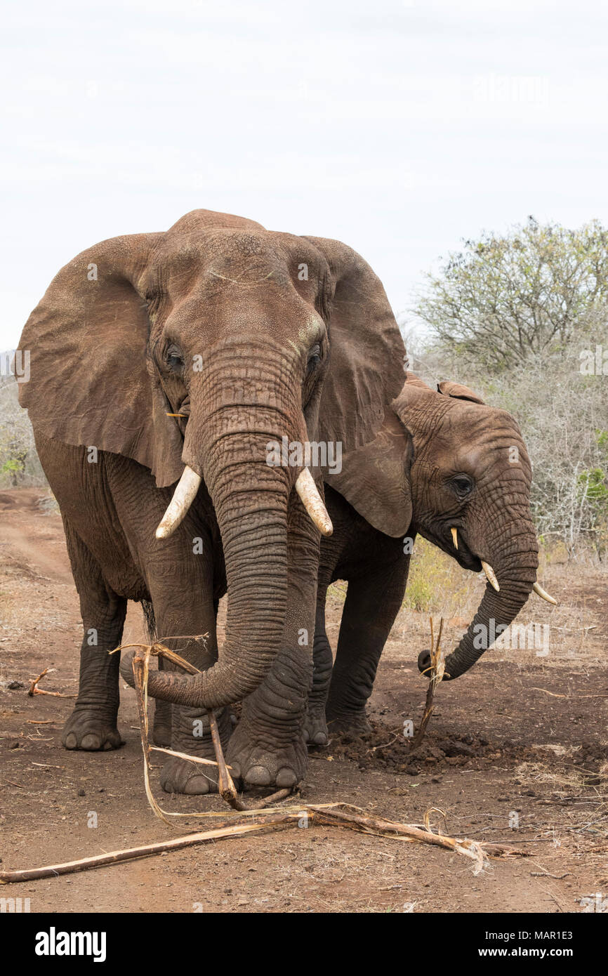 Les éléphants d'Afrique (Loxodonta africana) se nourrissent de racines, Zimanga Réserver, KwaZulu-Natal, Afrique du Sud, l'Afrique Banque D'Images