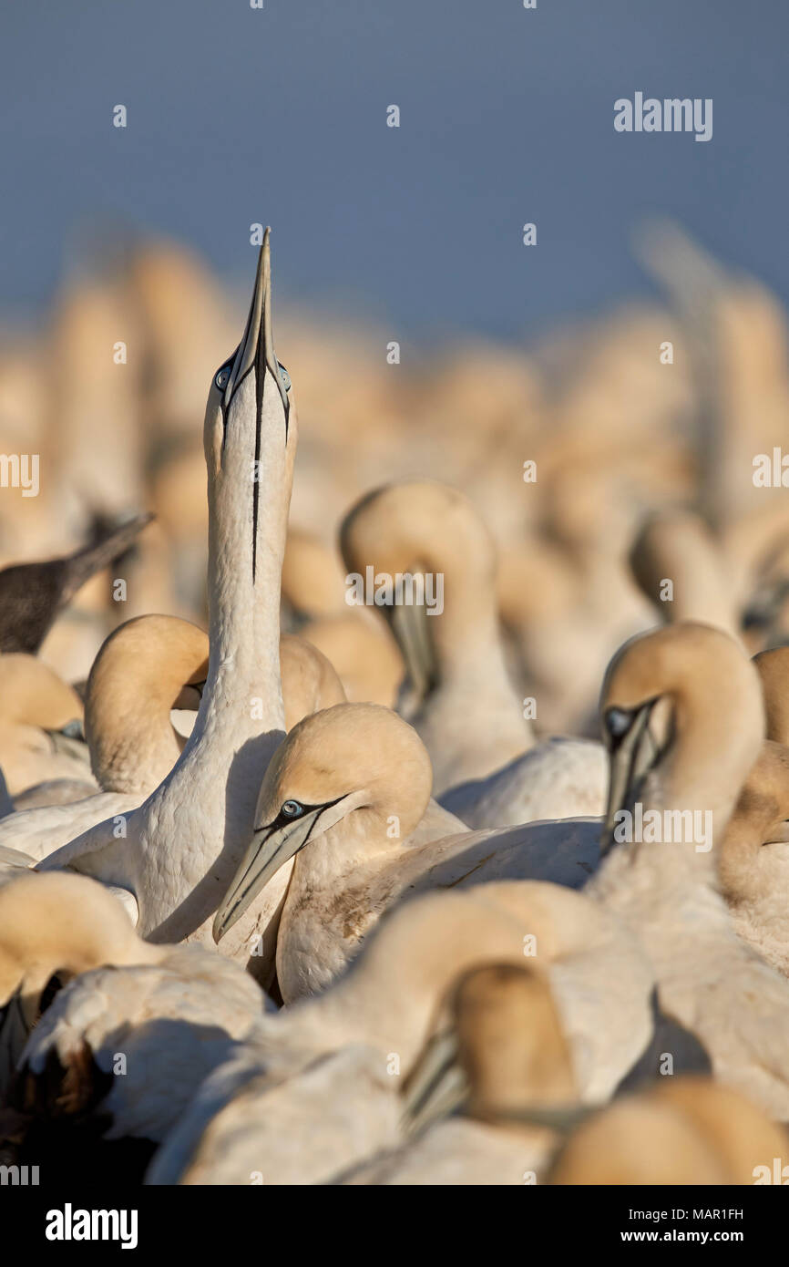 Cape de Bassan (Morus capensis) affichage, l'île aux oiseaux, Lambert's Bay, Afrique du Sud, l'Afrique Banque D'Images