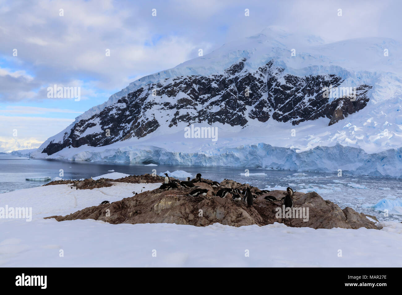 Manchots papous (Pygoscelis papua), tôt le matin avec vue sur Port Neko glacier, la Terre de Graham, le continent Antarctique, l'Antarctique, régions polaires Banque D'Images