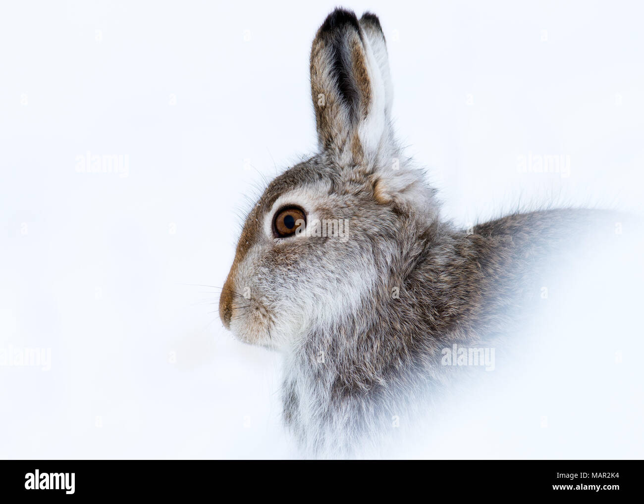 Lièvre variable (Lepus timidus) en hiver la neige, Highlands, Ecosse, Royaume-Uni, Europe Banque D'Images