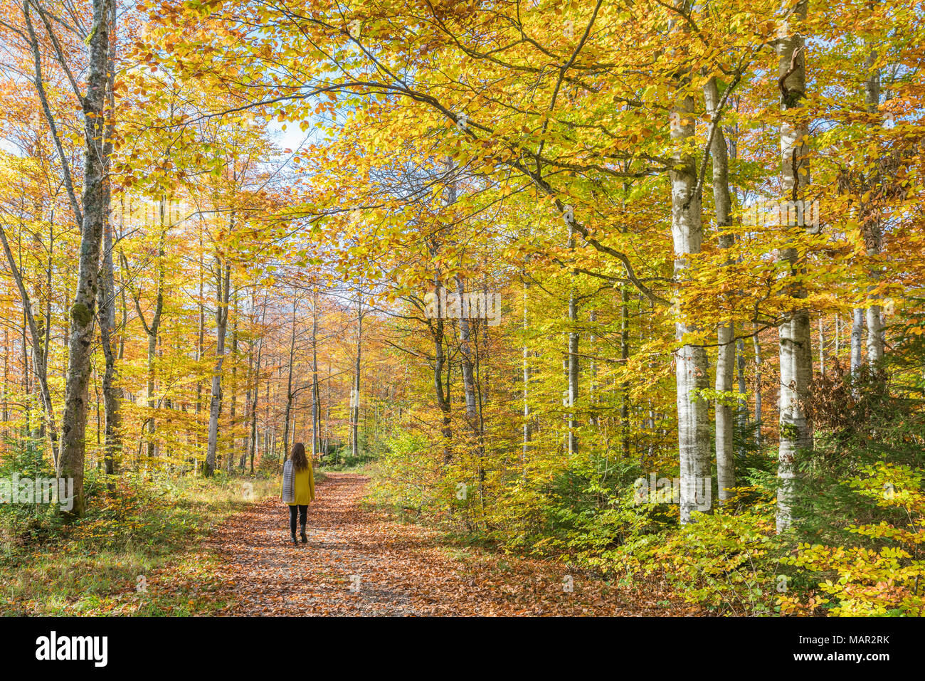 Femme marche dans une forêt de hêtre en automne, Bad Tolz-Wolfratshausen district, Bavaria, Germany, Europe Banque D'Images