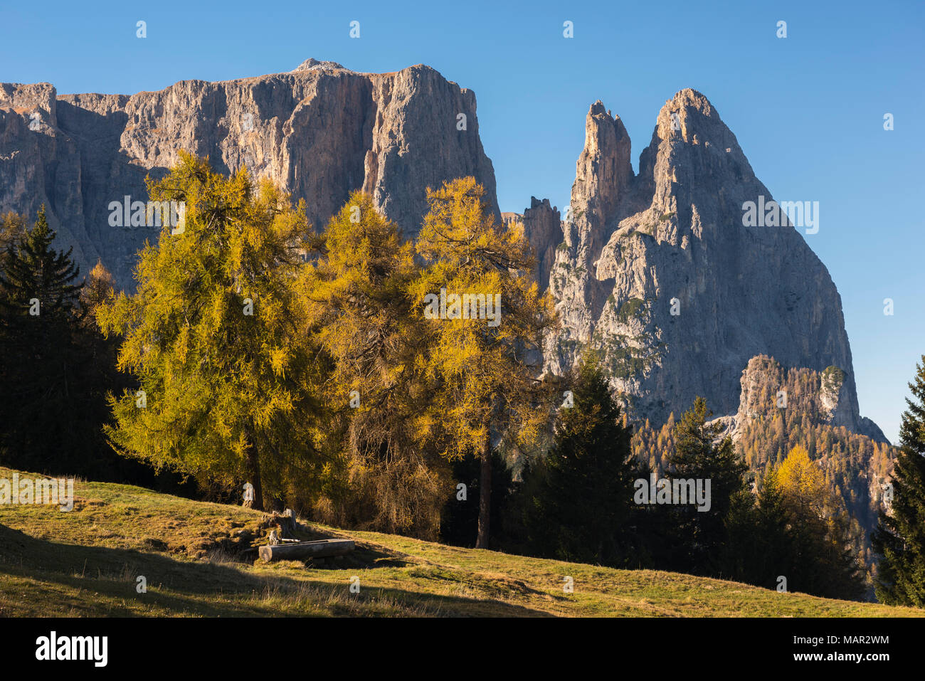 Sciliar en automne, Alpe di Siusi, Trentin, Italie, Europe Banque D'Images