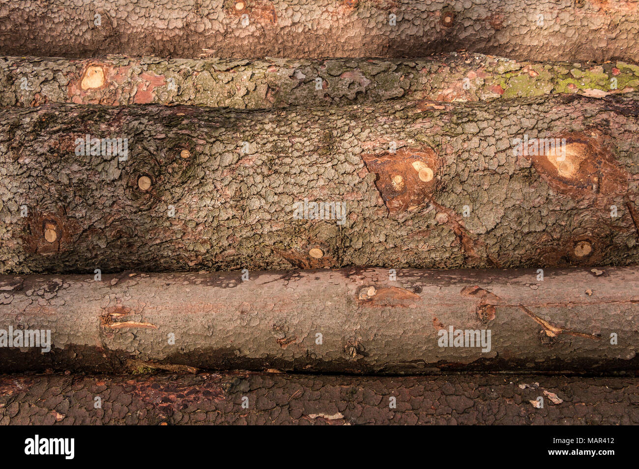 Un tas de grands arbres dans la forêt Banque D'Images Un tas de grands arbres dans la forêt Banque D'Images