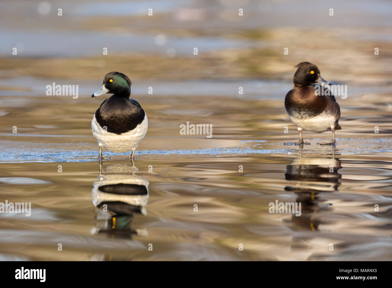 Paire de fuligule morillon Aythya fuligula debout sur la glace dans l'eau réflexion montrant Banque D'Images