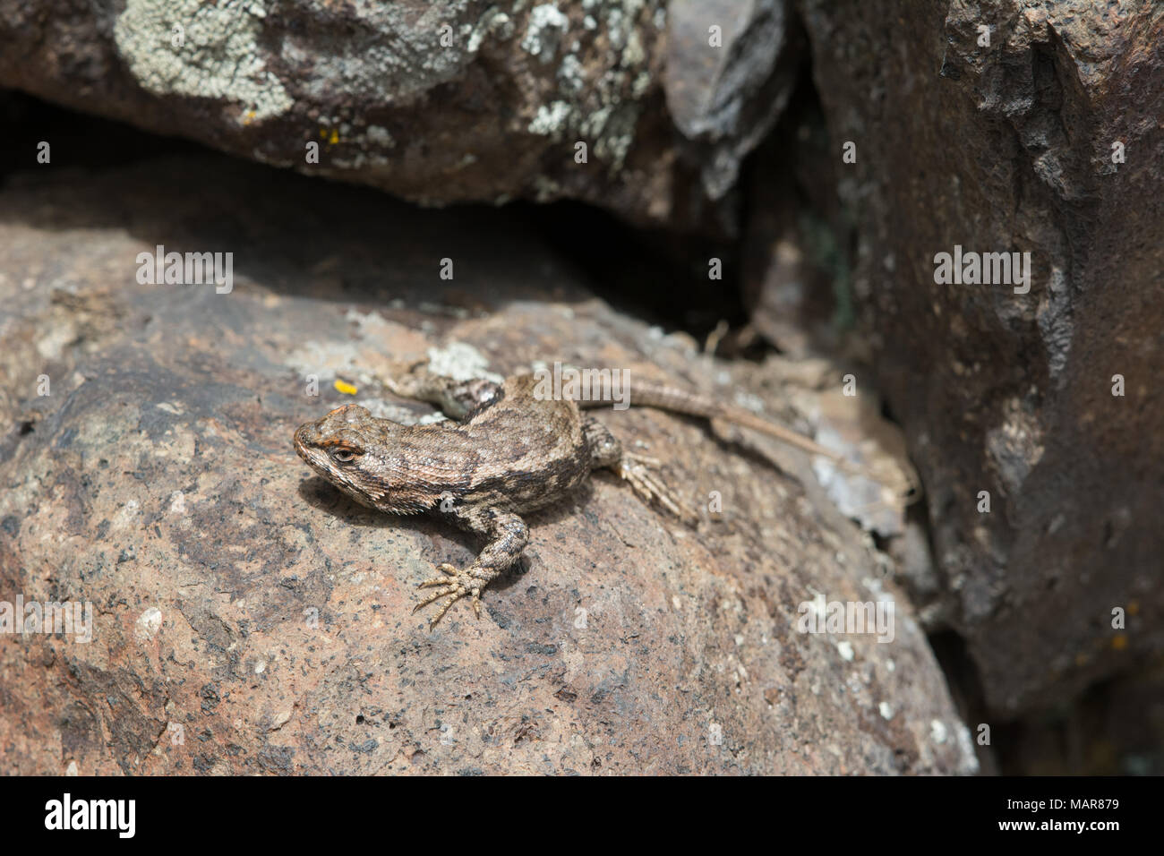 Prairie lizard (Sceloporus consobrinus) du comté de Jefferson, Colorado, USA. Banque D'Images