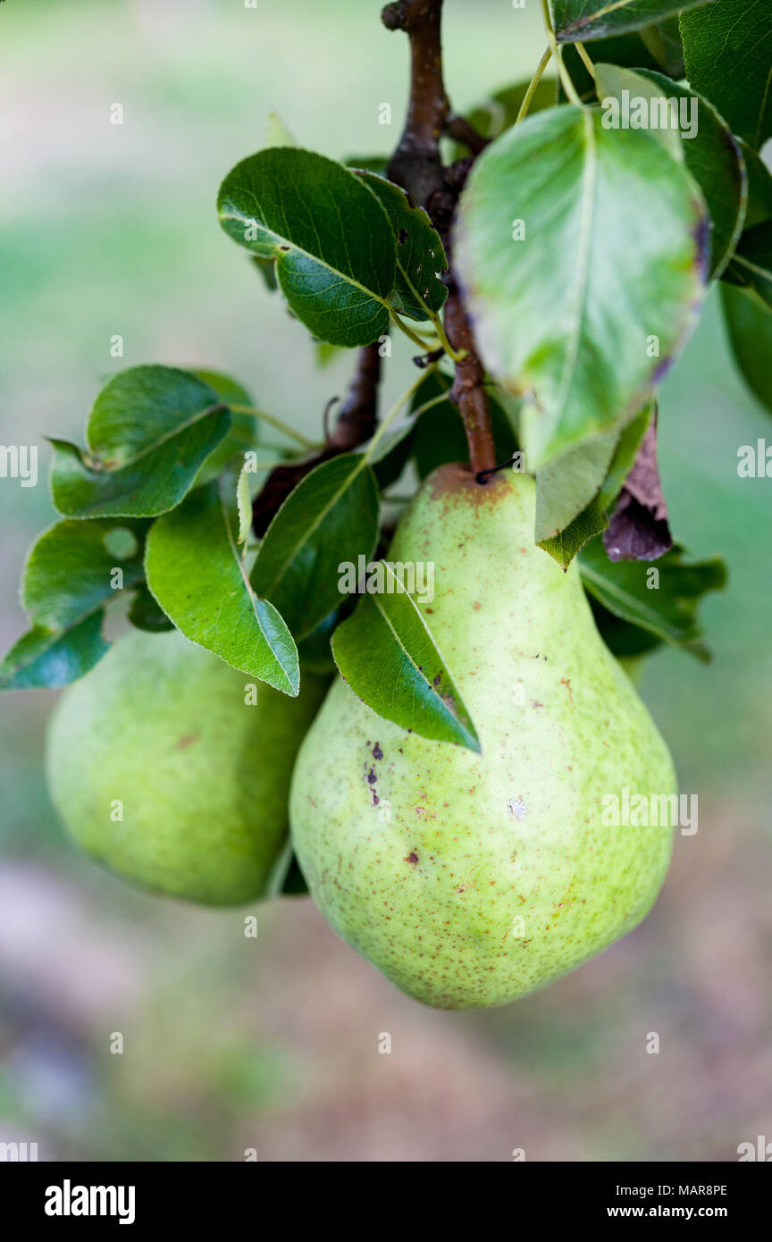 Close up of green Bartlett ou poires Williams de plus en poirier. Banque D'Images