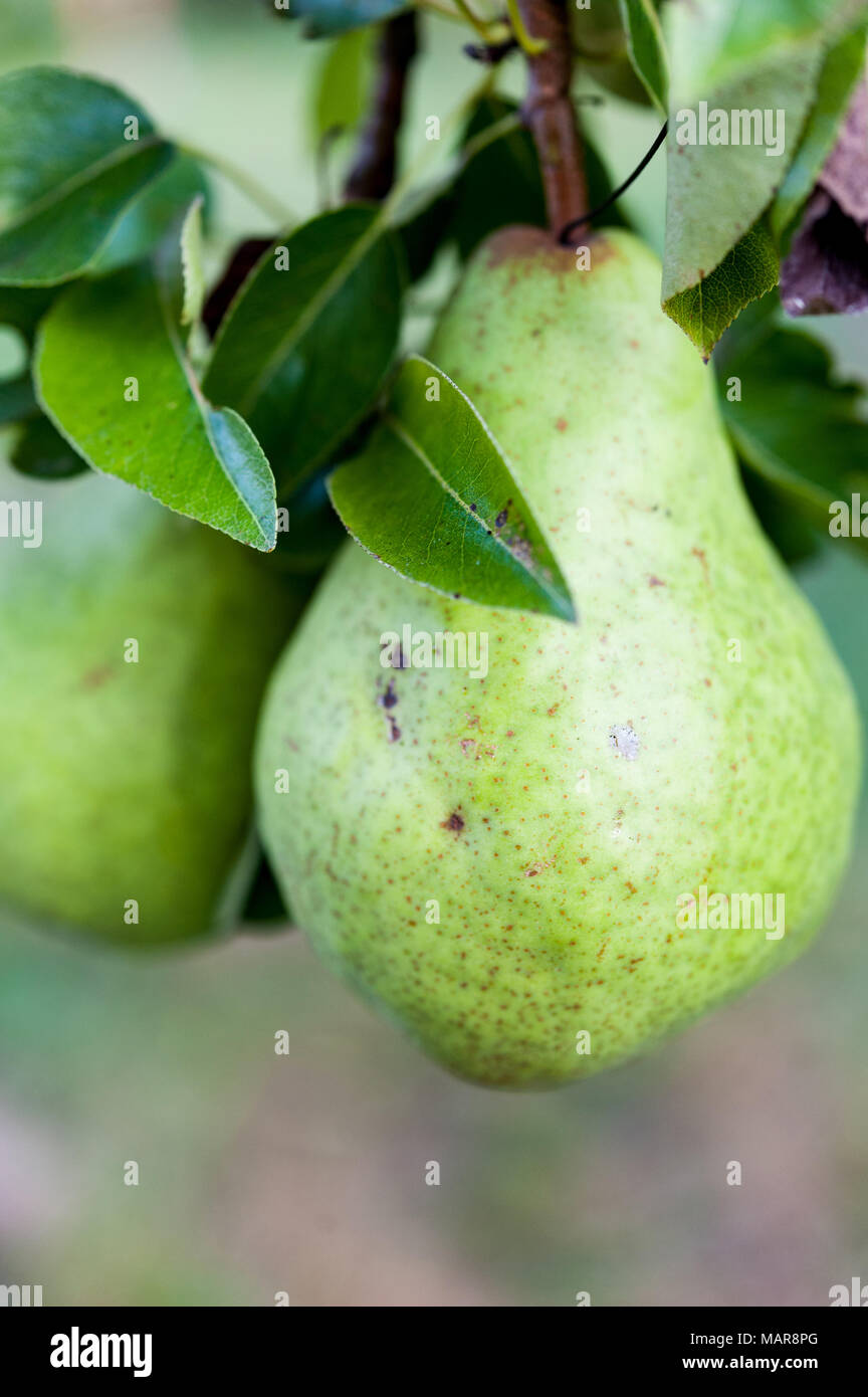 Close up of green Bartlett ou poires Williams de plus en poirier. Banque D'Images